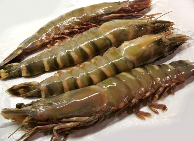  Camerons sur commande